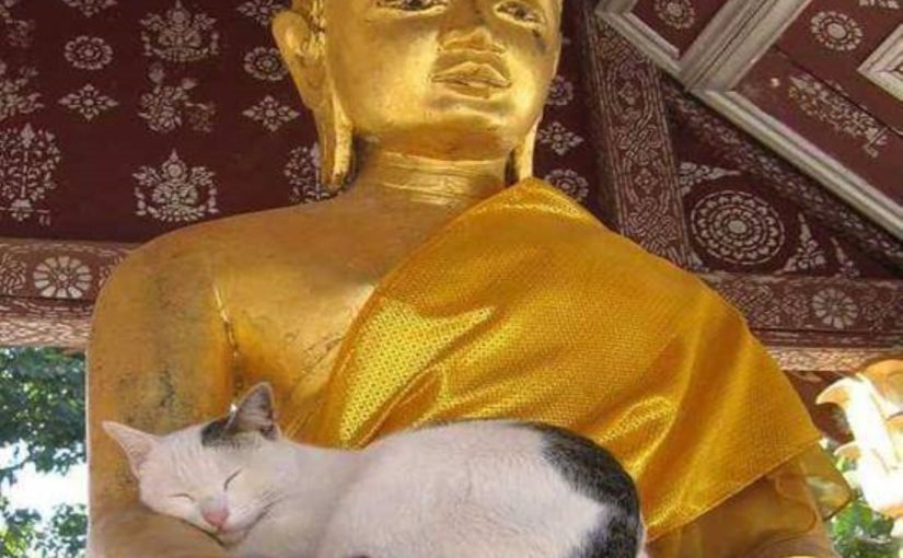 Milano 23 ottobre: Il Buddhismo e gli animali